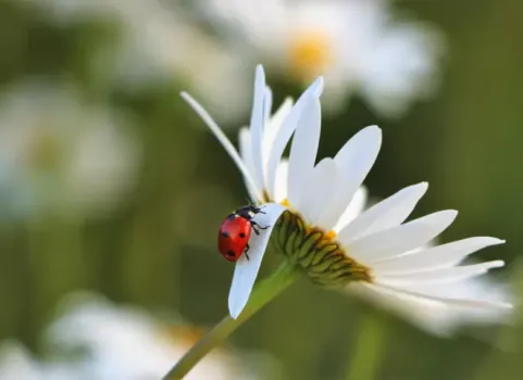 beetle